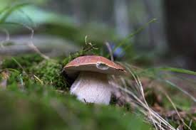 Une explication claire sur la méthode de test des aliments comestibles. Cepe 6 Choses A Savoir Sur Le Champignon Le Plus Recherche