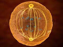 Interphase accounts for approximately 90. Mitosis 3d Animation Phases Of Mitosis Cell Division Youtube