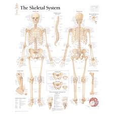 Skeletal System Diagram Clipart Images Gallery For Free
