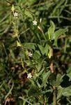 Image result for Oxygonum dregeanum