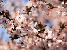 Make harry & david your destination for flowers gifts that are sure to delight. Blooming Trees In Spring Early Spring Flowers On Tree In Spring Time Stock Photo Picture And Royalty Free Image Image 120693581