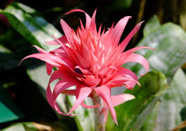 Maybe you would like to learn more about one of these? Rainforest Flowers Names Shefalitayal