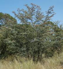 Image result for Terminalia sericea