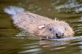 The atlas bear became extinct sometime in the late nineteenth century. Native Uk Mammals Face Extinction