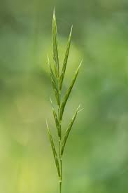 Image result for Brachypodium flexum