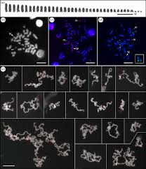 Image result for Meiosperma debile