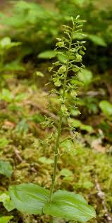 Image result for Lintonia nutans