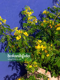 Image result for Senna didymobotrya