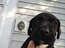 Ready for new homes on oct. Labradane Pups For Sale In Detroit Michigan Classified Americanlisted Com