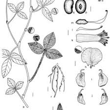 Image result for Eriosema rhynchosioides