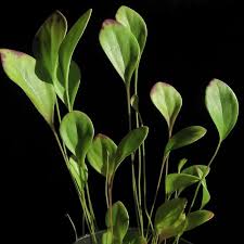 Image result for Utricularia appendiculata