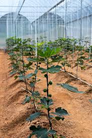 Prices of cryptocurrencies are extremely volatile and may be affected by external factors such as financial, regulatory or political events. Fig Farms
