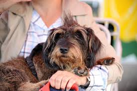 We love raising amazingly healthy and well socialized dachshund puppies to share with loving families. Meet The Dachshund Personality Health And Care Aspca Pet Health Insurance