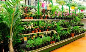 Mr Bricolage Guadeloupe Faites Le Vous Meme Mais Pas Tout Seul Grand Jardin Jardinage Jardins