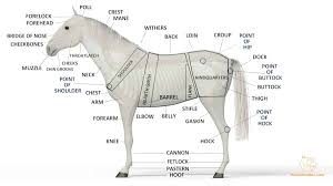 Here at animal corner we have compiled some of the most comprehensive diagrams and descriptions of all aspects of animal anatomies so you can understand the specie you know and love. Horse Anatomy Physiology Horses And Us