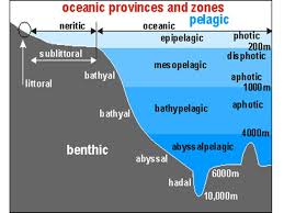 Check spelling or type a new query. Zona Neritik Pengertian Ciri Karakteristik Dan 3 Pembagian