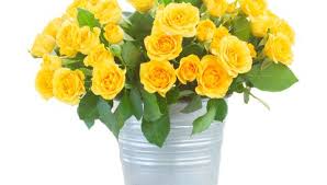 Verschenke freude mit unserer wundervollen auswahl an. Download Hintergrundbild Blumen Rosen Blumenstrauss Weisser Hintergrund Gelb Die Auflosung 480x272 230011