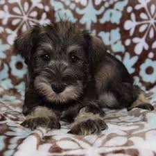 Help us by answering a short survey. Schnauzer Puppies For Sale In Pa Schnauzer Puppy Adoptions