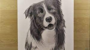 how to draw a dog border collie karakalem kopek nasil cizilir cizimler kopek