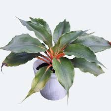 Image result for Chlorophytum affine