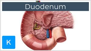 A band of smooth muscle extending from the junction of the duodenum and jejunum to the left crus of the diaphragm and functioning as a suspensory ligament. Ligament Of Treitz Suspensory Ligament Of Duodenum Kenhub
