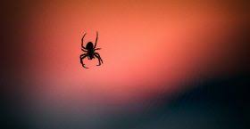 Our exterminators assess your specific issues and treat for the problems accordingly. Blog Armor Pest Control