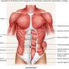 Anatomy of the groin area superficial muscles and deep muscles in this image, you will find rectus abdominis, external oblique, inguinal ligament, tensor fascia lata, gracilis, sartorius, rectus femoris, the iliotibial band in it. 1