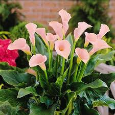 While calla lilies need consistently moist soil, improper drainage can cause rots and fungal diseases. Feriay 100pcs Calla Lily Seeds Rare Flower Seeds Bonsai Potted Plant Perennial Flowers Flowers Buy Online In China At China Desertcart Com Productid 201270223