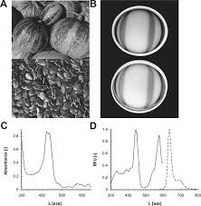Obtained during jack's ghoulish gala via. Spectral Properties Of Styrian Pumpkin Seed Oil A Styrian Oil Download Scientific Diagram