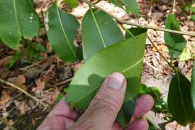 Image result for Syzygium cumini