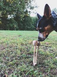 Sites related to amateur teens. When Your Best Friend Is An Amateur Mycologist Too Mycology
