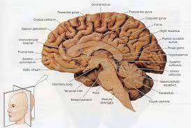Lorenzo crumbie mbbs, bsc • reviewer: Sagittal Section Of Brain Diagram Image Of A Longitudinal Section Of A Human Brain The Human Brain Brain Diagram Brain Anatomy Human Brain Anatomy