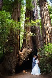 Santa Cruz Redwood Wedding Venues 13 Redwood Wedding Redwood Wedding Venue Forest Wedding Venue