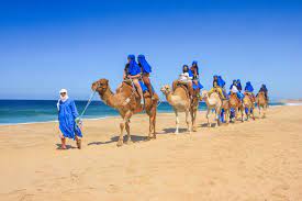 Explore san jose del cabo. Outback Camel Safari Cabo San Lucas Project Expedition