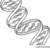 Each codon attracts an anticodon, the B Dna And Protein Synthesis Biology With Mrs Mcgaffin