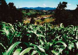 Resultado de imagen para explotacion agricultura de los indigenas en la epoca colonial