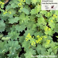Image result for Alchemilla kiwuensis