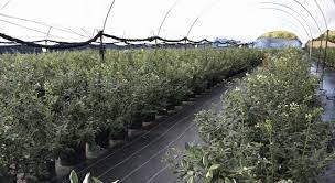 Remove any vegetation that isn't in the canopy to promote air flow and direct the growth upward. Hydroponic Cultivation Achieves 50 More Production In The First Year In The Blueberry Blueberries Consulting
