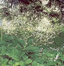 Image result for Crambe