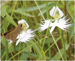 Image result for Habenaria epipactidea