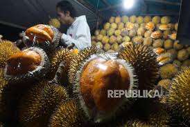 Contextual translation of buah lai into english. Mengenal Buah Lai Kerabat Durian Dari Kalimantan Republika Online