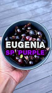 Image result for Eugenia sp. A