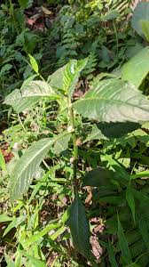 Image result for Struchium