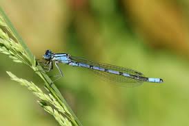 In addition to aquatic plants, you can incorporate pollinator plants into the landscape to attract more small insects for dragonflies and damselflies to eat. How To Create A Dragonfly Garden