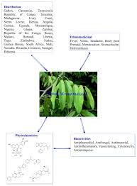Image result for Monanthotaxis trichantha