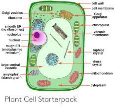In your biology class, you probably learned that cells are the building blocks of all life because plants and animals are complex creatures, the structure of a cell is complex, too. Cell Wall Cell Membrane Golgi Vesicles Golgi Apparatus Ribosome Chloroplast Smooth Er No Ribosomes Vacuole Membrane Nucleolus Nucleus Rough Er Endoplasmic Reticulum Raphide Crystal Druse Crystal Large Central Vacuole Mitochondrion Amyloplast Starch