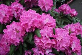 Rhododendron Catawbiense Roseum Elegans Flowers Open In Mid May To Huge Trusses Of Big Lavender Pink Blooms That Nearly Cover This Considerably Cicek Agac