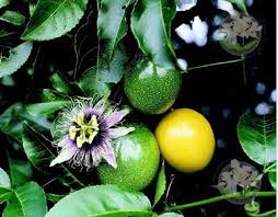 5 out of 5 stars. Tropical Gardening Helpline Hawaii Tropical Fruit Growers Conference Offers Knowledge By The Bushel West Hawaii Today