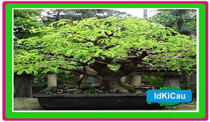 Cara membuat, membentuk dan perawatan, yang dapat. Kabar Terbaru Tahap Tahap Menanam Bonsai Asem Jawa Dari Biji Untuk Bonsai Juara Kabarterbaru Co
