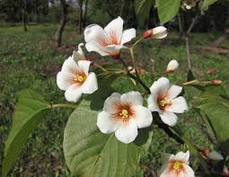 Image result for Vernicia